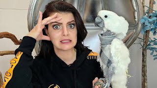 20 Reasons Why You DON'T WANT a Cockatoo!  Live with Jersey the Cute Cockatoo