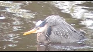 Great Blue Heron, Geese, Turtles, and More
