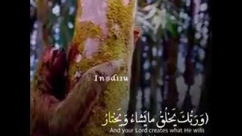 حالات واتساب دينية تلاوة عطرة بصوت القارئ ياسر الدوسري || وربك يخلق ما يشاء ويختار