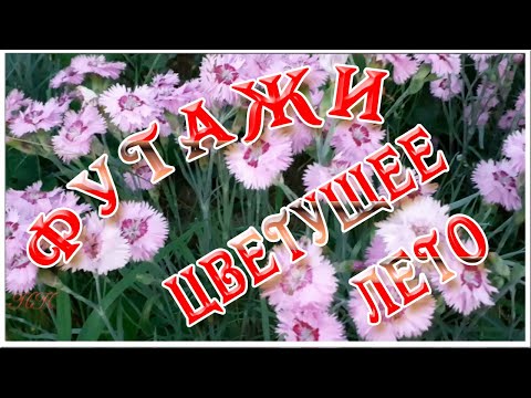 Натуральные фоновые футажи Цветущее лето. Цветочные видео фоны
