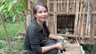 Download Lagu Hong verkoopt slakken en kippeneieren om ganzen te kopen voor haar boerderij MP3 Download Lagu Hong verkoopt slakken en kippeneieren om ganzen te kopen voor haar boerderij MP3