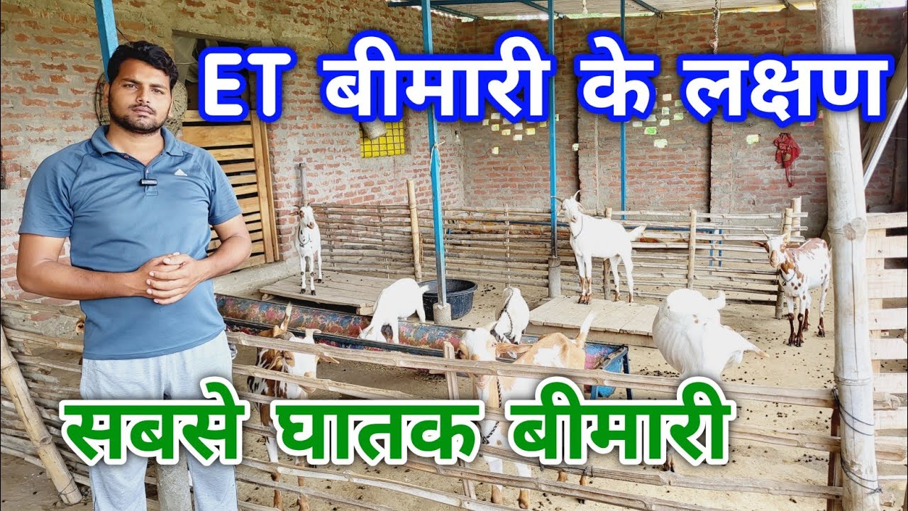 et-goat-et-treatment-enterotoxemia-in-goats