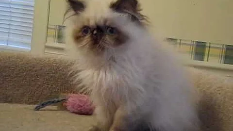Video 7024031: himalayan female, kitten