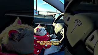 🚗🐱 Drive, Dance, Snack: Epic Animal Escapades! 🦜#animals #cuteanimals  #funnypets  #animalshorts