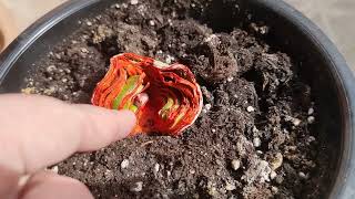 картинка: прогресс гнилой луковицы