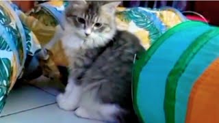 Kittens fighting and running away into the tunnel