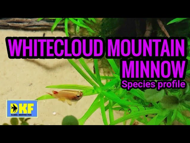 Gold Whitecloud Mountain Minnow - species profile. 