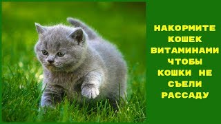 ТРАВА ДЛЯ КОШЕК ИЗ ЗЕРНА ПО БЫСТРОМУ ТРАВА ДЛЯ КОШЕК ИЗ ЗЕРНА ПО БЫСТРОМУ