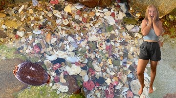 IMOGEN FOUND A RARE COWRY SHELL! Finding tiny seashells at the beach in huge micro seashell piles!