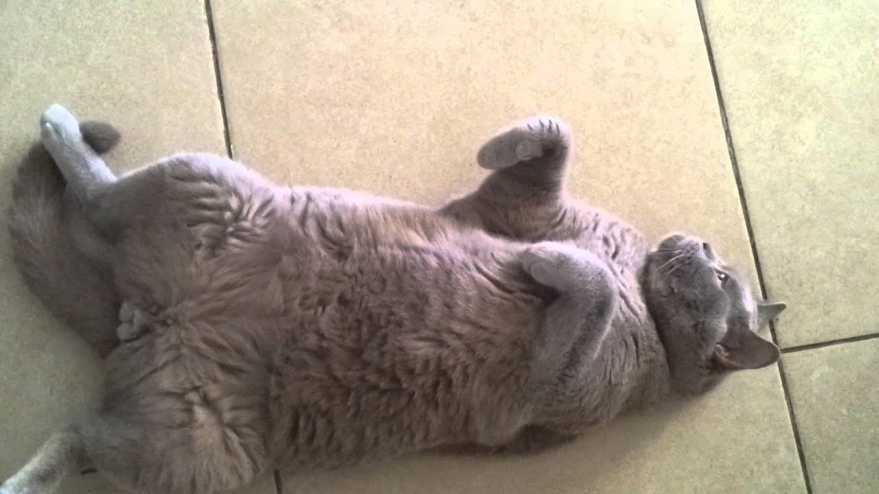 Lazy cat lying on his back all day YouTube