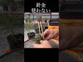 針金使わない曲付け #盆栽 #bonsai