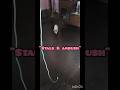 "Stalk &amp; Ambush" #cat #vet #pets #kitten #kitty