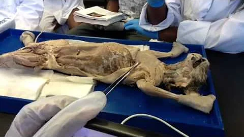 Cat Dissection - Phyllis Reaves