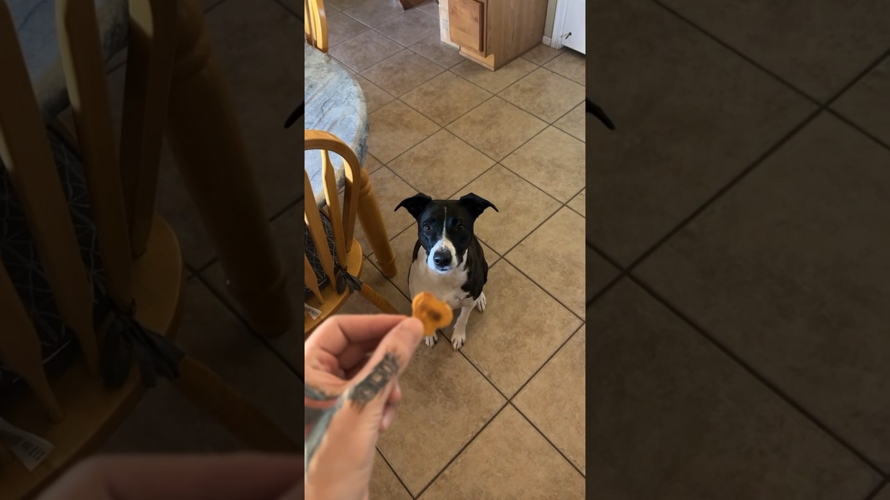 Знакомый звук 🦴