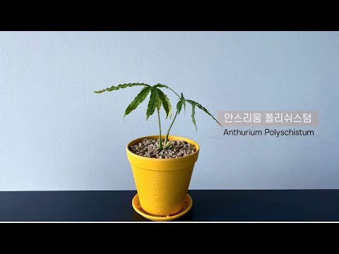 안스리움 폴리쉬스텀(Anthurium Polyschistum) 분갈이 🌿