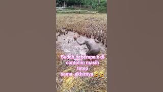 ku3s3l jafinya hingga🤣🤣  #comedy #lucu #ngakak #viral