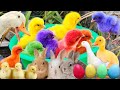Catch cute chickens colorful chickens rabbits cat goose duck betta fish cats animal cute 40