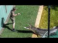 Scrappa chasing robert irwin around his enclosure  australia zoo