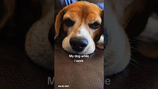 Poppy The Beagle Acting Like She Pays The Bills