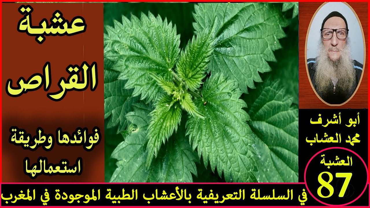 الحريكة العشبة 87 في السلسلة التعريفية بالأعشاب الطبية الموجودة في المغرب