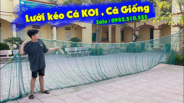 Lưới kéo Cá KOI , Cá Giống - A Cường 0982.510.555