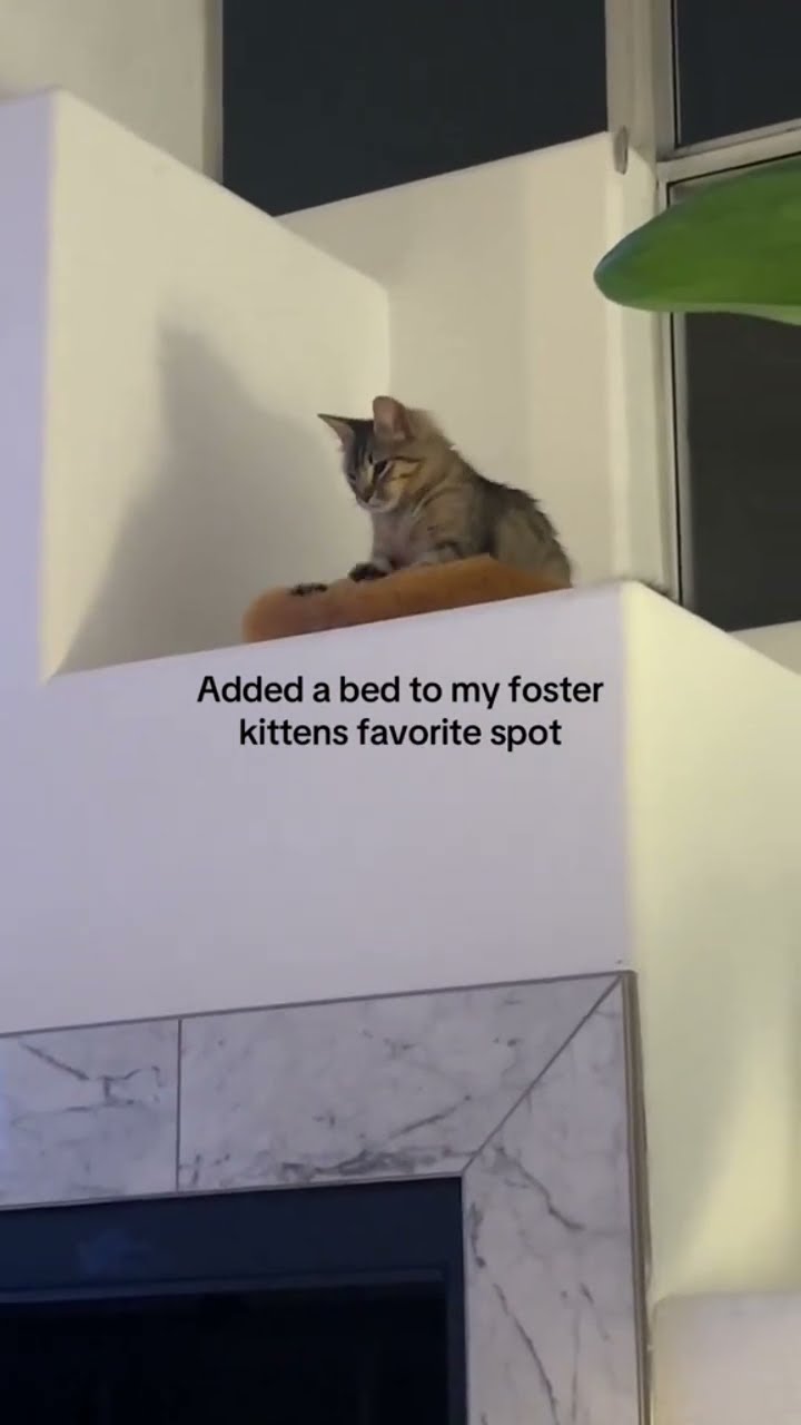 Adding a bed for the Kittyo so they can just vibe and relax