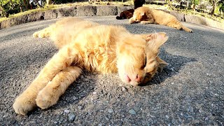 クロと茶トラの仲良し猫トリオが可愛い寝顔でスヤスヤと眠る
