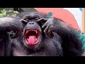   shots viral comedy karamativlog funnyanimals funny