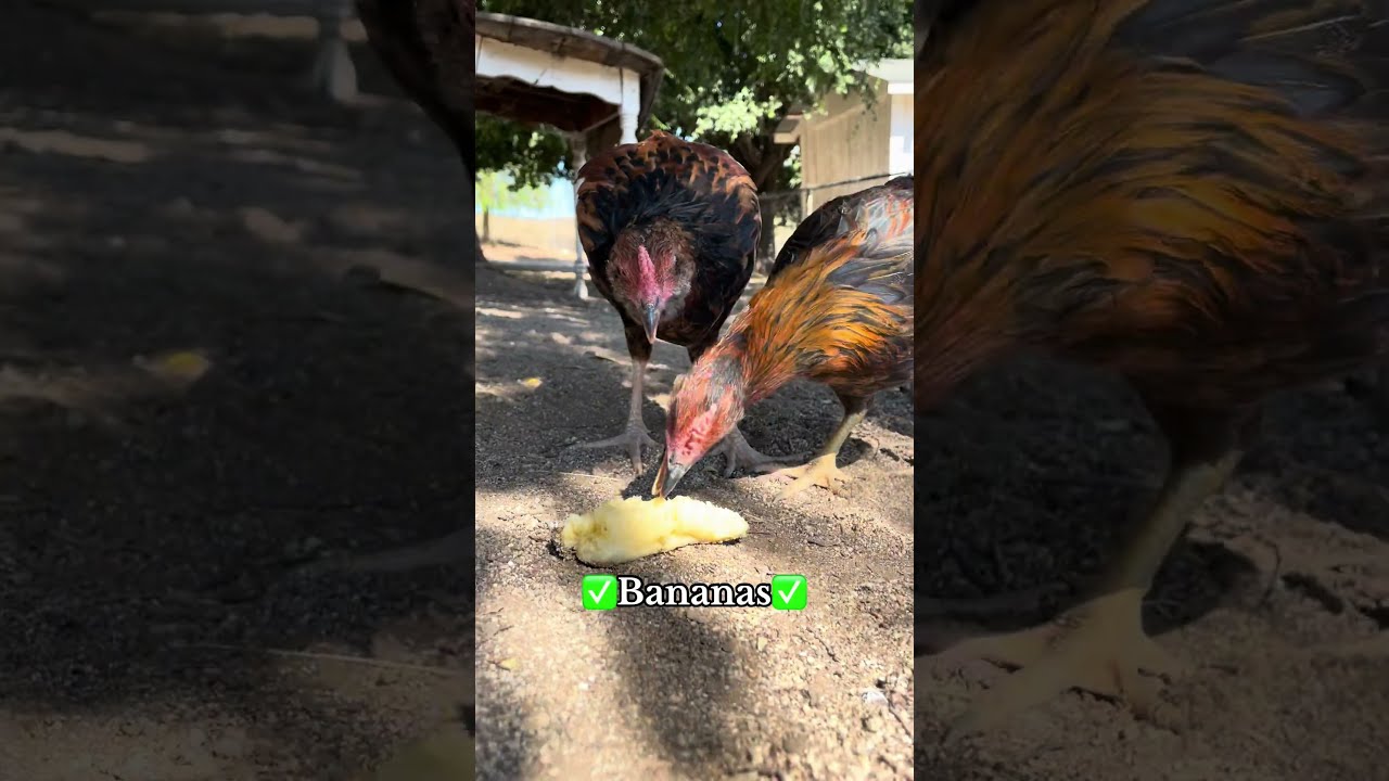 5 Foods You Should Never Feed To Your Chickens Toxic Farmlife Pets