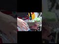 【#ポケモンZA】カナリィ戦BGM ギターアレンジ Pokemon ZA Canary Battle Theme #pokemonza #ギター #弾いてみた