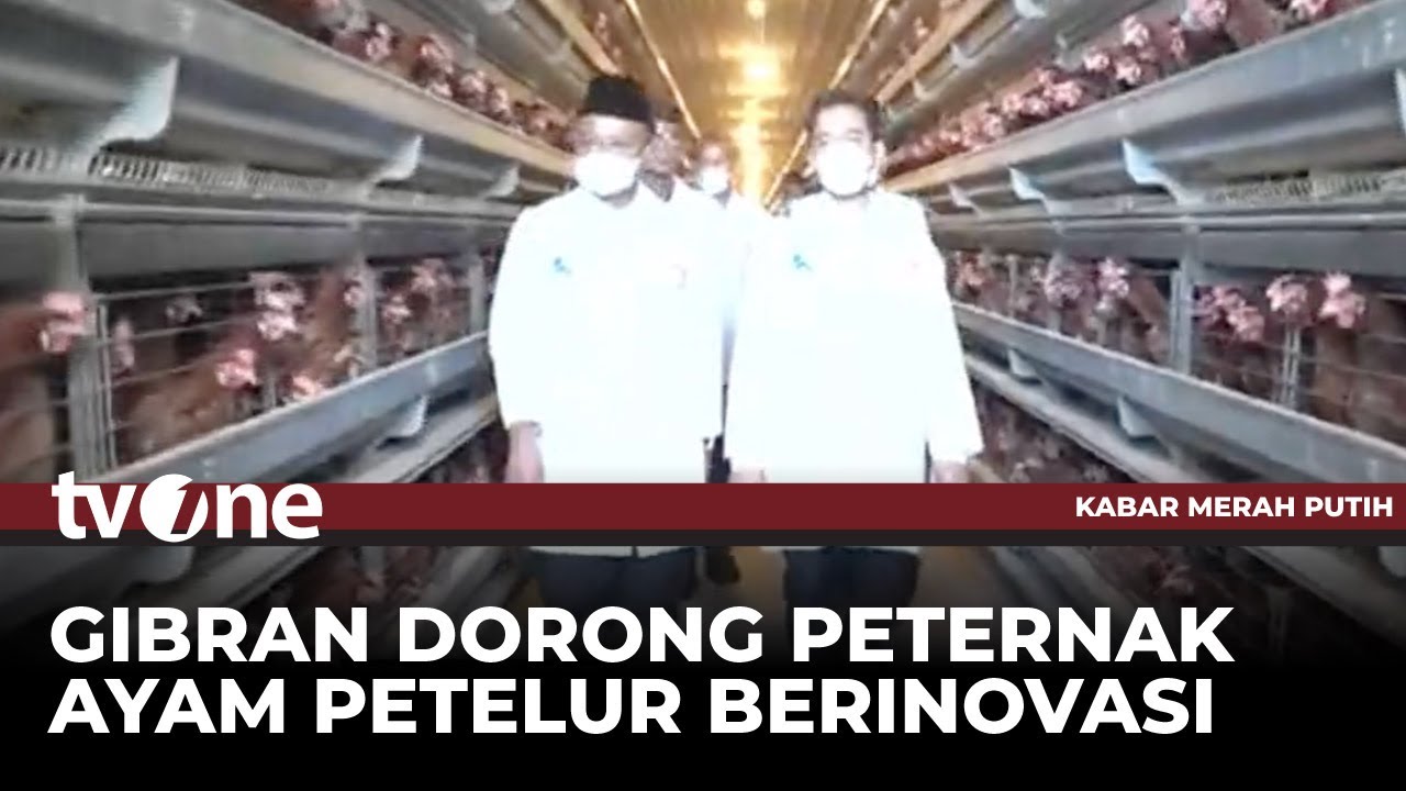 Gibran Tinjau Peternakan Ayam Petelur di Blitar | Kabar Merah Putih tvOne