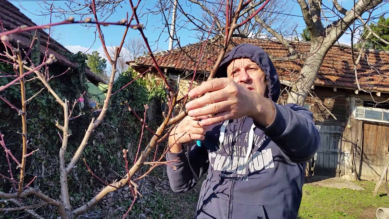 Резитба на засенчена Праскова.160