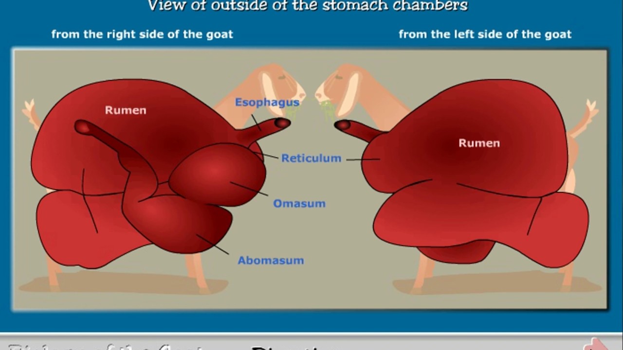 Digestion in the Goat - Anatomy - YouTube