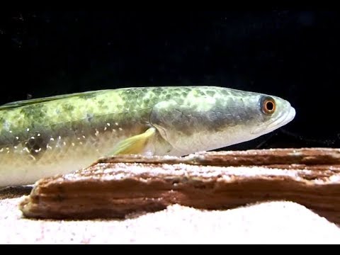 ウラナイカジカ Tadpole Sculpin Psychrolutes Paradoxus Youtube