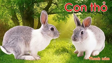 Dạy bé học nói qua các con vật /Các con vật cho Bé nhanh biết nói /Tiếng kêu các con vật - Thanh nấm