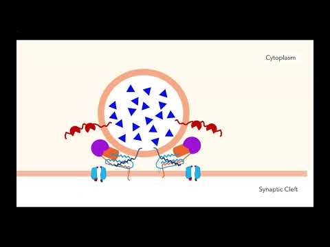 Video: Hvad udløser eksocytose af synaptiske vesikler?