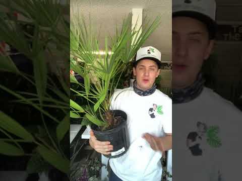Video: Mediterranean Fan Palm Care - Tips for Growing A Mediterranean Fan Palm