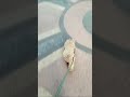 walkthedog