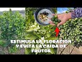 Estimula la Floración y Evita la caída de frutos de tus Cítricos