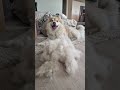 YIKES! My finnish lapphund sheds a whole dog's worth! #shorts #dogshorts