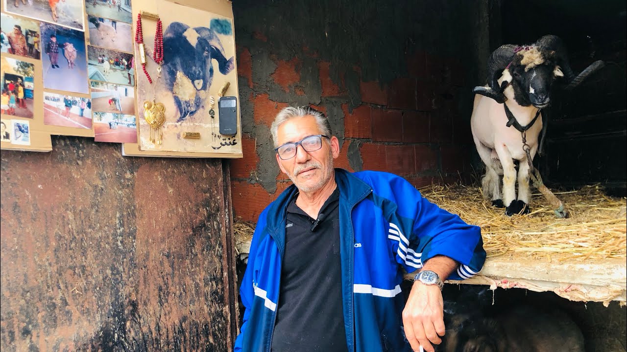 فواز الاقرب الي لقلب من 600 كبش 😱