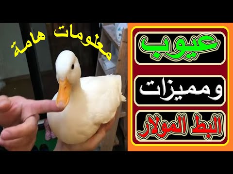 تربية البط المولار مميزات تربية البط المولار وعيوب البط المولار