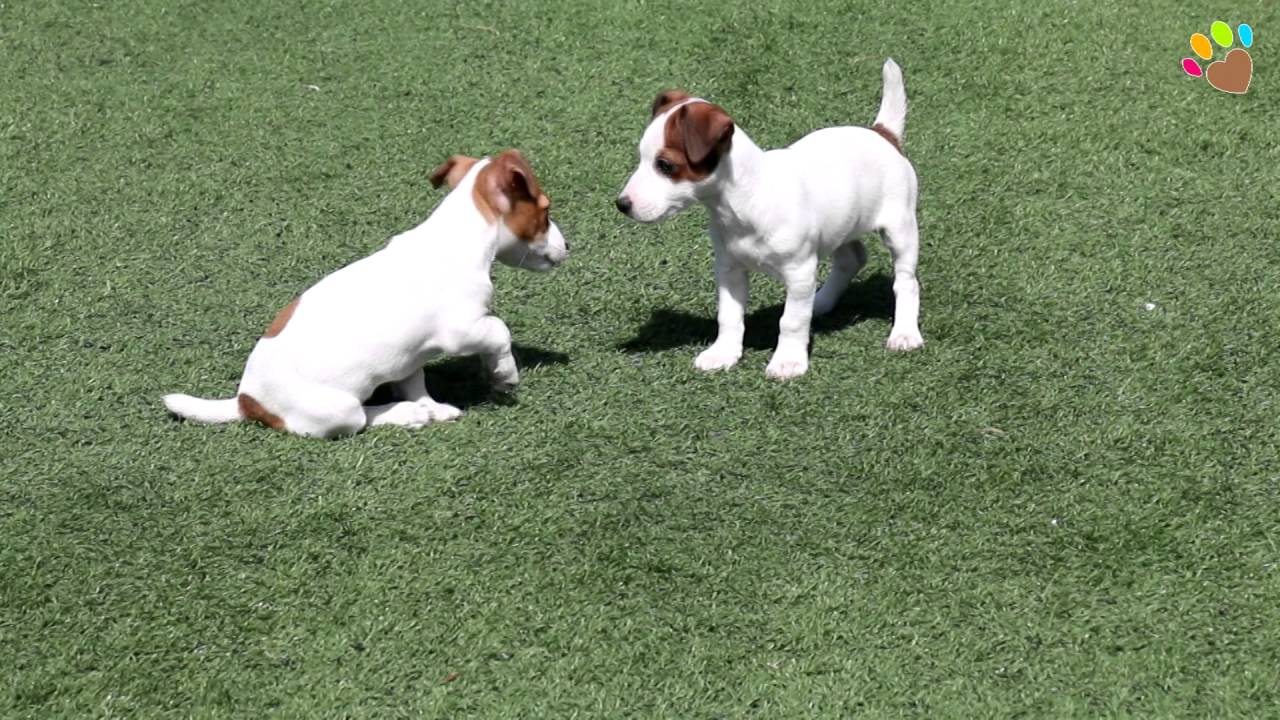Jack Russell Terrier Yavrularimiz Satista Youtube