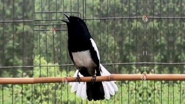 Choè than hót đấu giọng rừng CỰC SUNG Chòe Than Hót Giọng Rừng Kích Trống Căng Lửa hót | choe than