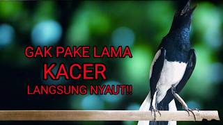 Suara kacer gacor pagi ini bikin kacer bahan cepat emosi!!