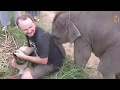 Слоненок Хочет Любви | Слоненок Любит Обниматься | Забавный и Милый Слон