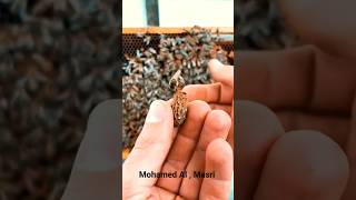 تربية النحل للمبتدئين والمحترفين Queen Bee