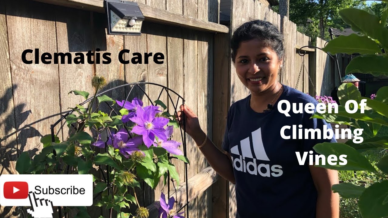 Clematis Care and Types Malayalam/The Queen of Climbers H.F. Young