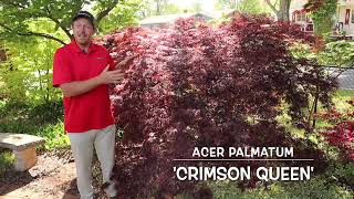 Comparing Weeping Red Laceleafs: Crimson Queen, Tamukeyama, & Inaba shidare  JAPANESE MAPLE