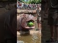 #hippo #watermelon #animals #wildlife #viral #satisfying #zoo #nature #asmr #crush